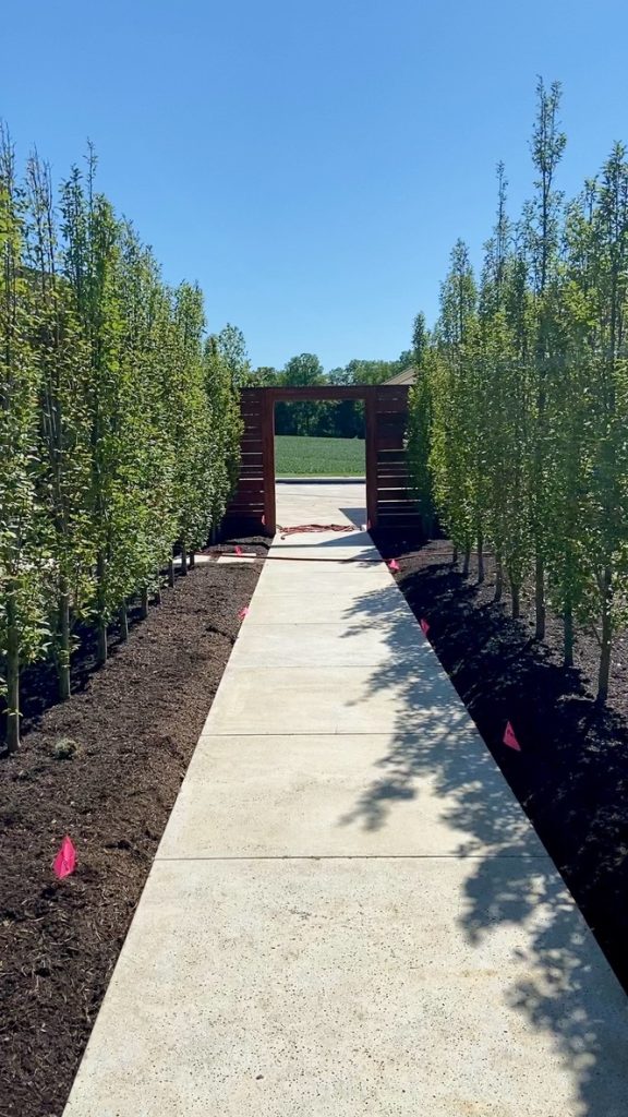 Trees hedge